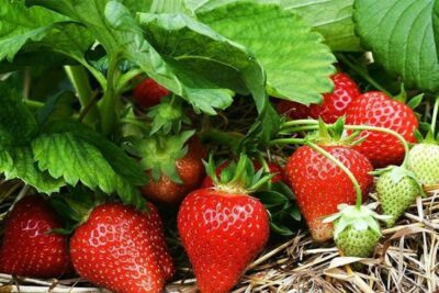 strawberries fertilyze big