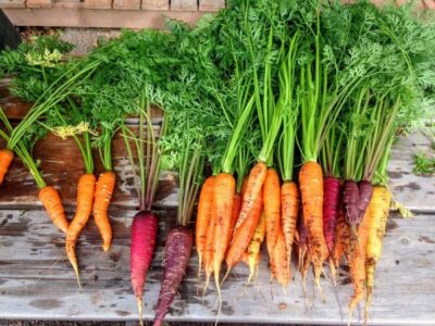 Морковь: выращивание, посадка, уход в открытом грунте