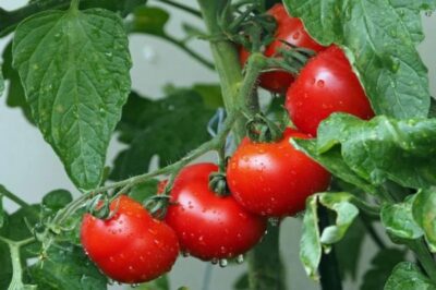 tomatoes c
