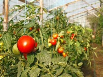 Посадка и выращивание помидоров (томатов) в теплице: лучшая технология