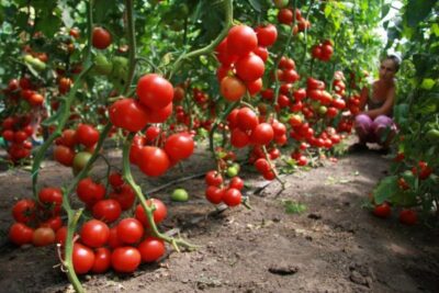 vyrashhivanie tomatov