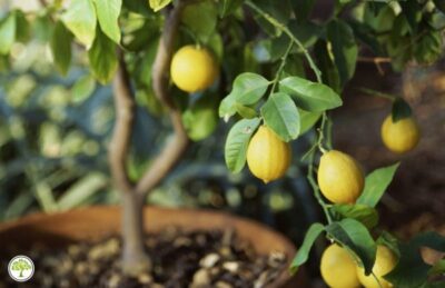 Прививка лимона и мандарина | Pavlovolimon