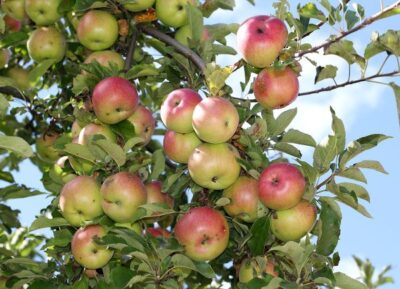 1200px Apples on tree 2011 G1