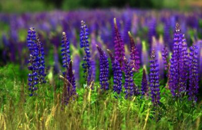 1406883145 87958632 large 3303834 lupine 5