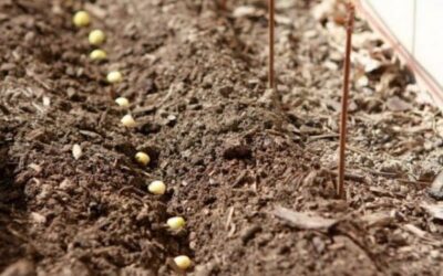 Выращивание гороха в открытом грунте: посадка и уход, сбор и ...