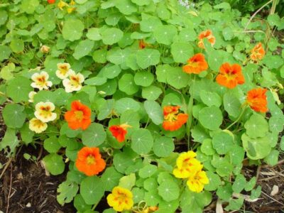 Multi coloured nasturtium bed