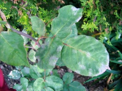 Powdery mildew 05