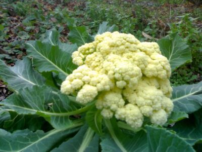 Recipes from cauliflower.