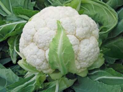 cauliflower skywalker bejoseeds scaled 1