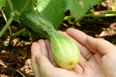 deformed cucumber1