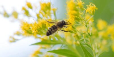 Как вести себя при укусе пчелы, осы или шершня? | NORTHWAY Вильнюс