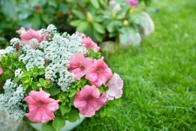 10 самых надёжных однолетних цветов для вашего сада. Описание и фото —  Ботаничка.ru