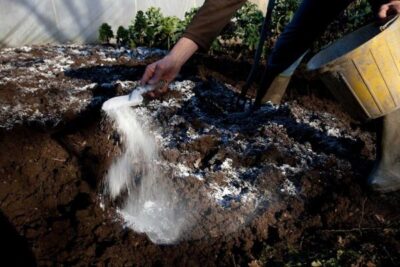 Известкование почвы: фото, видео, для чего, чем и когда раскисляют почву