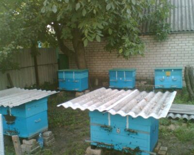 Как избавится от ос на пасеке | Практическое пчеловодство