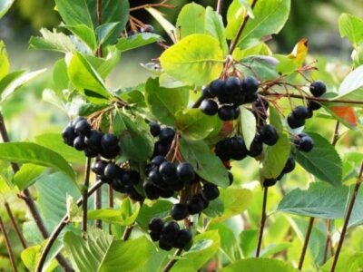 Aronia melanocarpa 1