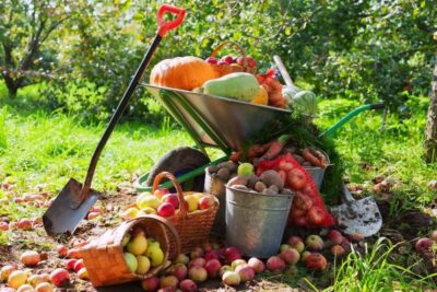 Уход за ягодником и плодовыми деревьями в сентябре — что нужно обязательно сделать?