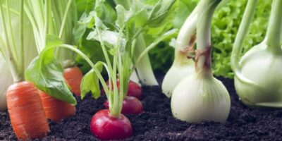 Мини-огород в квартире: как вырастить овощи, зелень и даже клубнику у себя дома - Лайфхакер