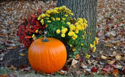 8 способов украсить сад осенью, когда все завяло и опало