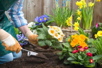 Какие цветы лучше посадить в саду и на даче: общие советы и рекомендации –  Дизайн Кафе