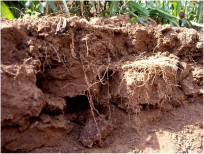 Причина потери 30% урожая лежит на поверхности - Марат Сафиулин - ИА REGNUM
