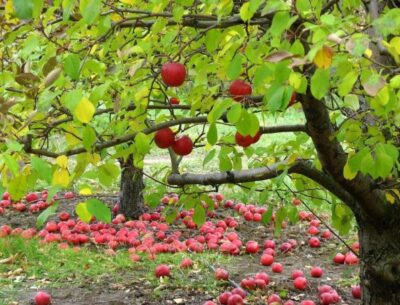 Подкормка плодовых деревьев и кустарников осенью - Журнал садовода  Ryazanameli.ru