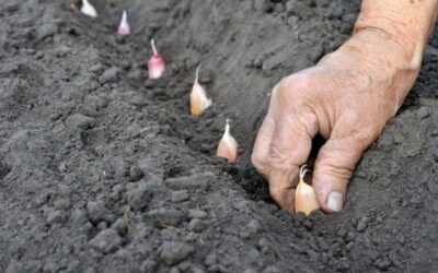 Актуальное время посадки озимого чеснока. Не дожидайтесь конца осени!