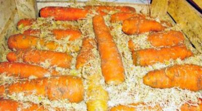 kak hranit morkov zimoj v pogrebe 7