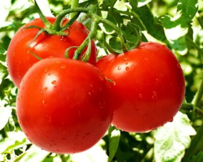 Советы, как получить хороший урожай помидоров