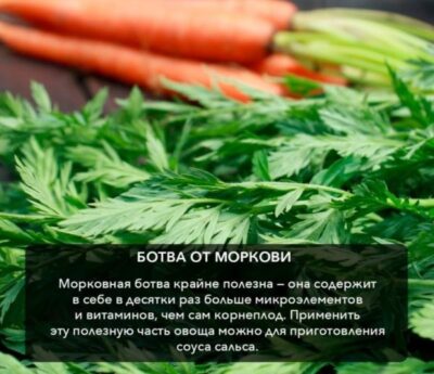 Польза ботвы