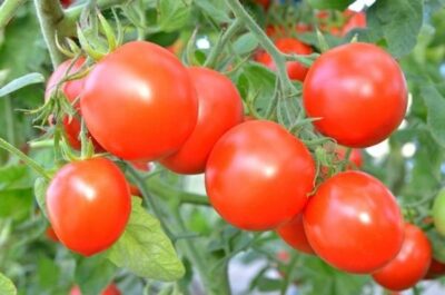 Секреты хорошего урожая томатов: лучшие народные рецепты подкормок для  помидоров