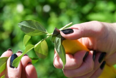 Зеленое черенкование. Как использовать самый удобный способ размножения  растений летом?