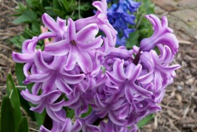 Hyacinthus