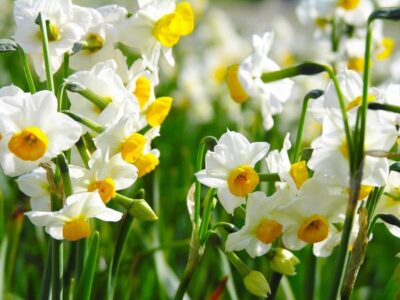 Narcissus poeticus