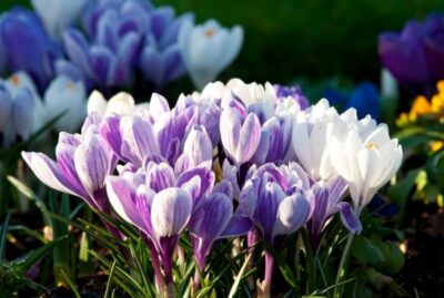 crocus